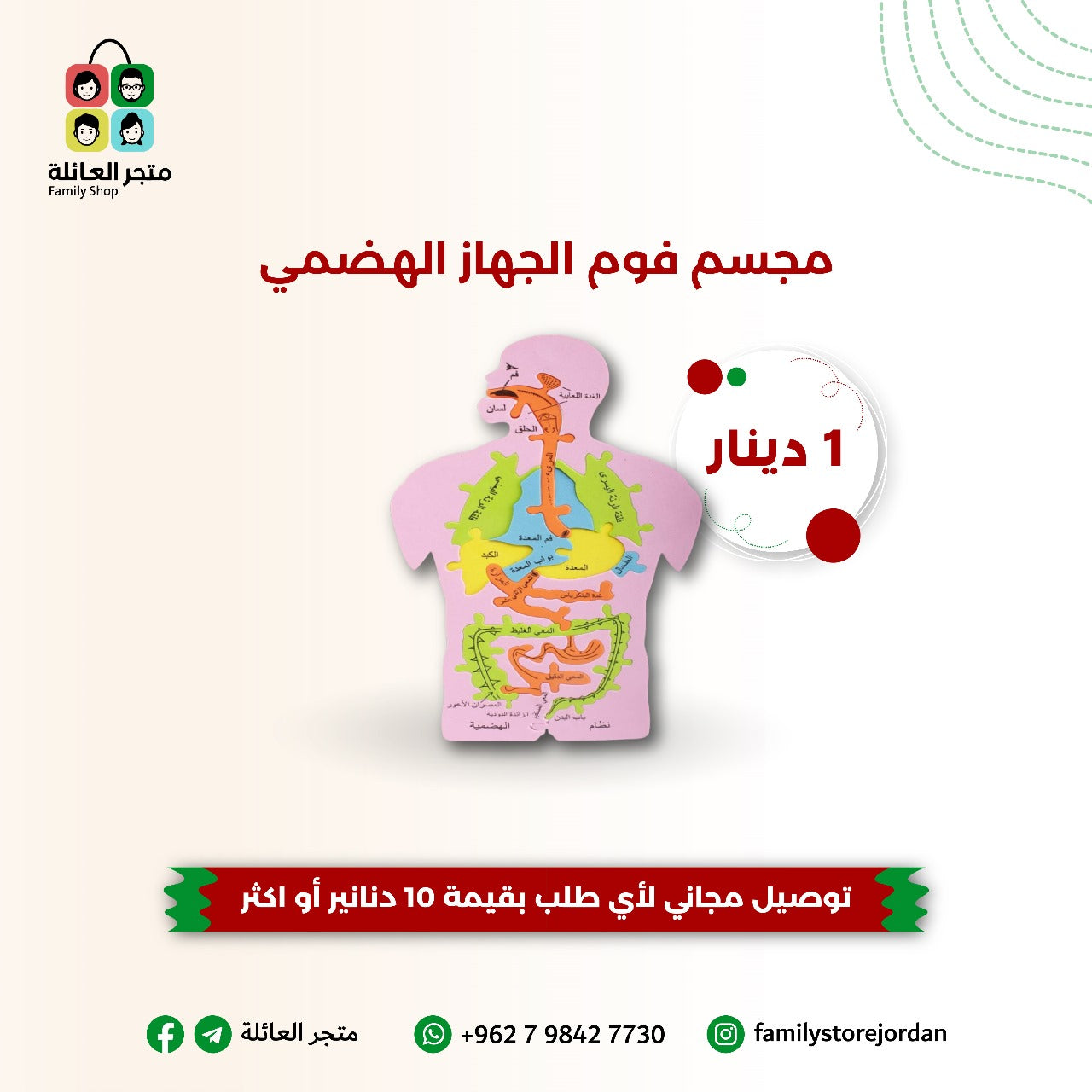 مجسم فوم الجهاز الهضمي